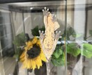 爬虫類に関するお悩みお受けします 飼育、モルフ、販売、買取、駆除、繁殖、何でも構いません！ イメージ3