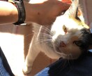 1分からOK～　あなたのお話を聞かせていただきます お悩み相談/愚痴/話し相手/鬱/パワハラなど　何でもOK☘️ イメージ3