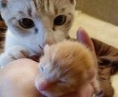 可愛い猫の写真よろしくおねがいします 可愛い猫の写真ですよろしくお願い致します イメージ6