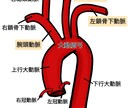 説明図、絵柄、描きます 解剖学、生理学、体についてのイラスト承ります！ イメージ3