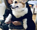 ペットの心の声届けます ペットの気持ちを知りたいと思いませんか？ イメージ3