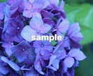 梅雨の時期におすすめ！紫陽花の写真素材を提供します 紫陽花の写真素材・1セット5枚入り イメージ1
