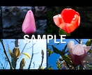 気軽に使えるワイドサイズの「春の花」写真提供します HPやブログなどの素材にどうぞ・蕾写真があるもの含めて24枚 イメージ7