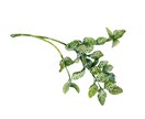 花/植物画/スパイス/果実小カットイラスト承ります 商業イラストレーターが商品の売り上げアップを応援します！ イメージ1