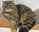ペット問題に関する記事作成します ペットに関するあれこれについて文章作成します イメージ1