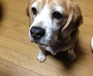 病院に行くべき？ペットの症状を獣医師が整理します 様子見でいいのか、受診の目安が分からない不安にお答えします イメージ3