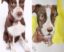 ペットの似顔絵制作します ワンちゃんの似顔絵制作します。 イメージ1