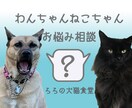 獣医師がわんちゃんねこちゃんの相談を受け付けます メッセージで獣医師に相談することができます。 イメージ1