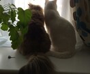 あなたのお話に静かに耳を傾ける時間にいたします 前に進めなくても大丈夫。今の気持ちをそのまま話せる時間 イメージ1
