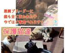 ペットちゃん　生きてる子亡くなった子拝見します 見て頂いた時がタイミング†⭐︎ イメージ6