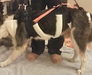 中型の老犬・障害犬の介護ハーネスを製作します 立ち上がり補助や歩行介助の初期から、終末期ケアまで使えます イメージ2