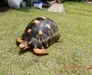 カメ（世界のカメ）のことなんでも相談のります 世界中のカメを飼育してきた私に飼育していてもこれからの方も イメージ1