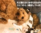 35歳〜の生き方「わたしの魂の再設計図」作成します ― これからの人生と働き方を整える西洋占星術鑑定 ― イメージ2