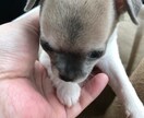 仔犬を迎える準備お手伝いします 夫はドッグトレーナー・生涯愛犬家がアドバイス イメージ1