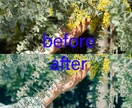 5枚で1000円!どんな写真も美しく編集します 使えない...といった写真も復活!グッと良いものにします! イメージ6