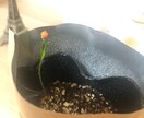 なかなか片付かない場所を片付けるサポートします 重い腰があがらない、やる氣がおきない、でもなんとかしたい方 イメージ2