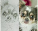 うちの子似顔絵オーダー鉛筆版受付致します 亡くなったペットや亡くなった方など、思出として残したい イメージ5