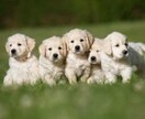子犬の購入先の相談に乗ります 生涯を共にする家族を迎え入れる場所の相談に乗ります(^^) イメージ1