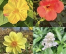 四季、折々のお花の写真ご提供致します 季節のお花の写真ご提供致します イメージ8