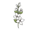 お花のイラスト描きます あなたのお気に入りの花のイラストを描きます！ イメージ4