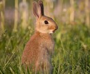 魂レベルでペットの気持ちを霊視します 今感じていること・飼い主様への想い・メッセージを読み取ります イメージ4