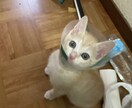 ペットを亡くして行き場のない心癒します ペットを亡くし心に空いた穴、ゆっくり塞いでいきませんか? イメージ1