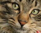 写真を出品します 自然、動物、食べ物などの写真となります。時々脱線します。 イメージ3