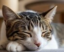 わんちゃん、ねこちゃんの本当の声をお届けします ペットちゃんの魂を読み解き普段聞けない声をお届けします。 イメージ4