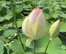 幸せになれるヒントをお教え致します 現占い会社所属中。必ず光があります。ご連絡お待ちしております イメージ2
