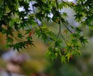 森林写真提供します 森林、紅葉前に写真です。よろしくお願いします。 イメージ3
