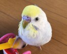 あなたとペットの笑顔のために癒しをお届け致します 愛するペットとの絆を深め、心と心を繋ぎ愛を育むヒーリング イメージ4