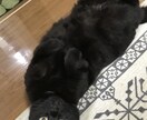 SE新卒、中途入社のコツを伝授します 超簡単に入社可能@元NTTデータ社員 イメージ1
