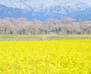 ミラーレスカメラの使い方をレッスンいたします 【ビデオチャット】カメラの使い方や設定方法を解説いたします。 イメージ4