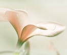 あなたの【特性】を占って未来へのアドバイスをします 自分の才能に気づいて楽しくいきるためのメニューです！ イメージ6