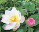 心身の病気、障害は誰にでも起こり得ます 今日誰にでも精神や身体を病む可能性、特別な事ではありません イメージ6