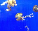 タオバオ、1688アリババ商品購入お手伝いします 中国語でのチャット問い合わせ等お手伝いします イメージ1