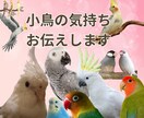 インコの気持ち、話したい事をお伝えします 霊感タロット×オラクルで小鳥たちの心の声をお伝えします✨ イメージ1