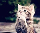 ご要望になんでもお答えします あなたのためになれば☺️助けになりたいです。 イメージ1