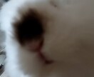ナースを癒します 天使でいられなくなったら相談してみてください。 イメージ1
