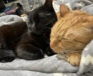 どんな事でも話して貰える相談相手になります 誰かのためになるようなことをしていきたいと思っています。 イメージ1