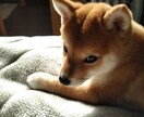 ご自身の悩みをヨガ的な観点から、相談にのります ～メンズヨガセラピストと柴犬ラヴが担当するよ～ イメージ8