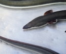簡単仕掛けで、天然ウナギ釣り方教えます 初めてでも、仕掛け作れて針まで結べ、釣り方まで解説してます イメージ1