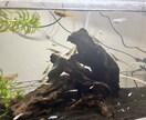 メダカ～熱帯魚まで相談のります 初心者でも簡単に心の癒しを味わいましょ！！ イメージ3