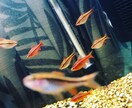 アクアリウムの悩み、相談を受け付けます アクアリウムアーティスト資格勉強中の自分と一緒に解決しましょ イメージ7