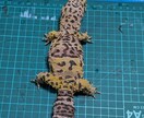 インテリア、オブジェとして思い出を提供します 樹脂粘土を用いて3Dアートやペットのフィギュア造形します イメージ4