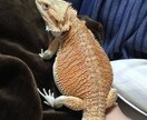 フトアゴヒゲトカゲの飼育について答えます フトアゴヒゲトカゲを飼い方を共有してより良い飼育をしましょう イメージ1