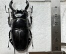 昆虫標本の作成を代行します 屋号名: BOOM INSECT イメージ2