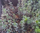 自宅で緑を楽しむ方法を、植物大好きマンが教えます 10年以上の知識・経験で植物の育て方・楽しみ方をサポート！ イメージ6