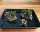 ビオトープつくります メダカなどを育てるためのビオトープを作ります。 イメージ4