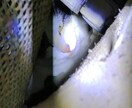 脱走した猫の探し方を状況別に具体的にお伝えします 初動で発見率は大きく変わります。まずは落ち着いて相談を イメージ2